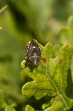 Image of <i>Pentatoma rufipes</i>