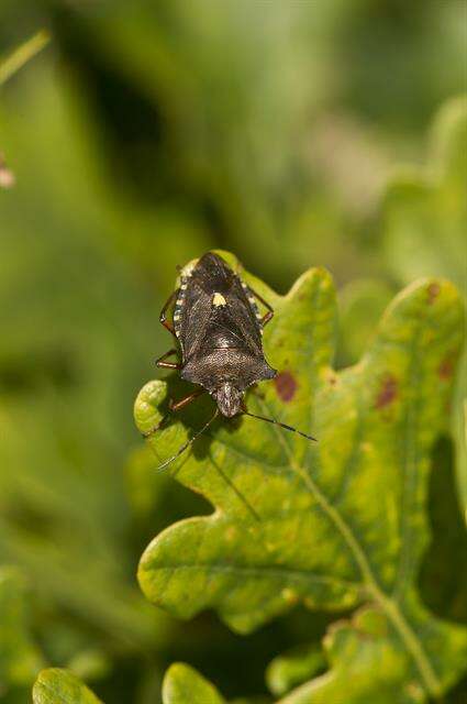 صورة <i>Pentatoma rufipes</i>