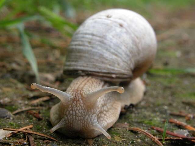 Image of Helix Linnaeus 1758