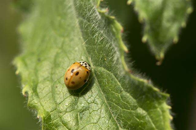 صورة <i>Adalia decempunctata</i>