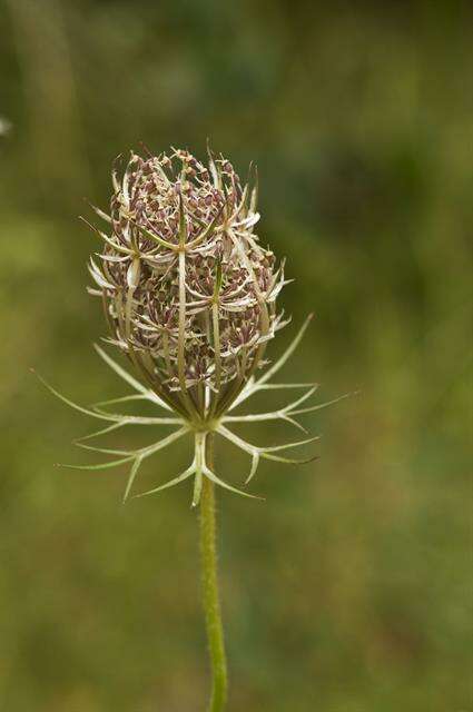 Image of wild carrot