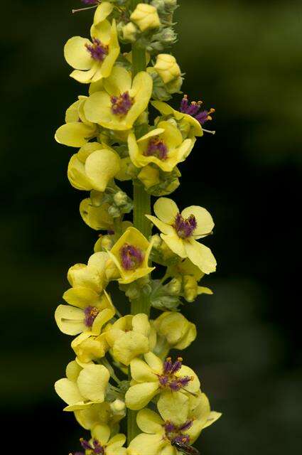 Image of mullein