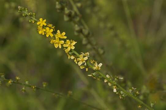 Image of agrimony