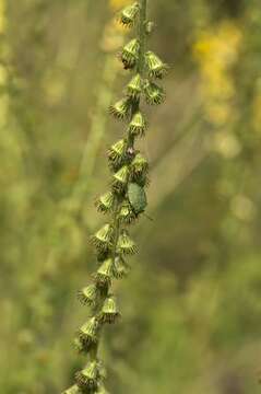 Image of agrimony