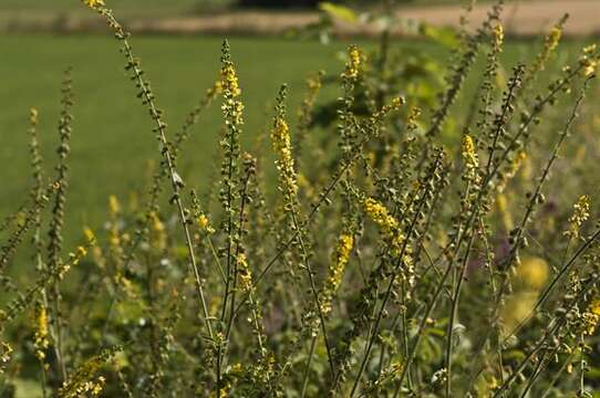 Image of agrimony