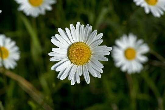 Image of daisy