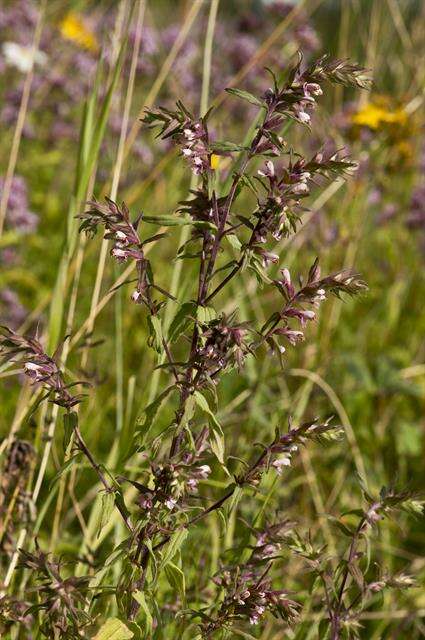 Image of False Bartsia