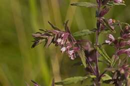 Image of False Bartsia