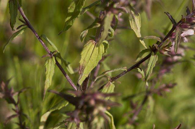 Image of False Bartsia