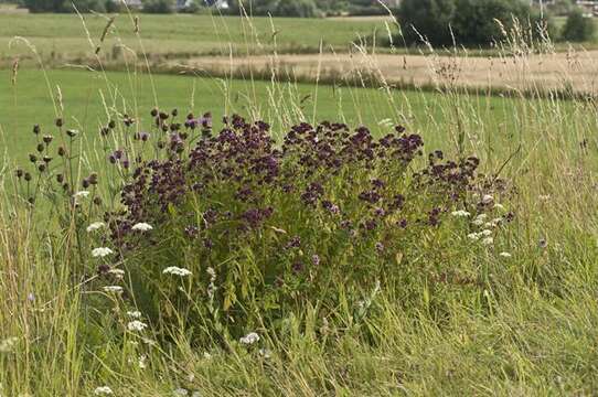 Image of origanum