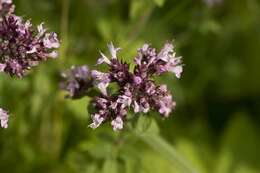 Image of origanum