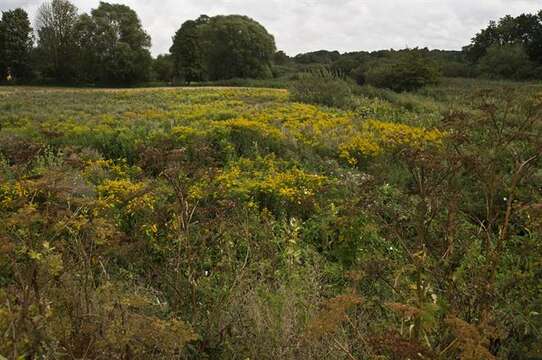 Image of goldenrod