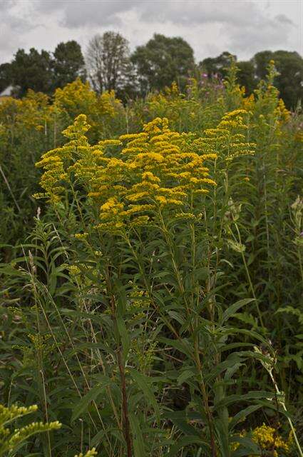 Image of goldenrod