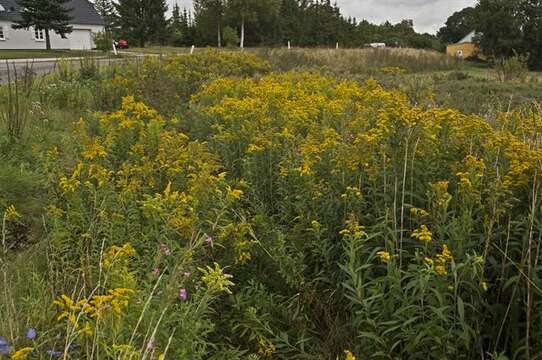 Solidago resmi