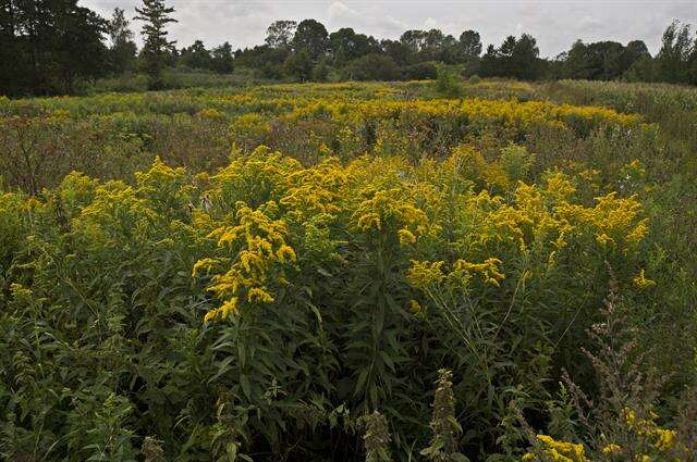 Image of goldenrod