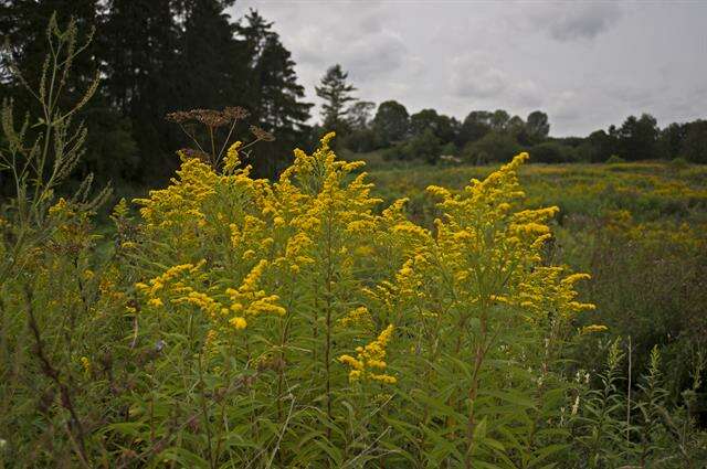 Image of goldenrod