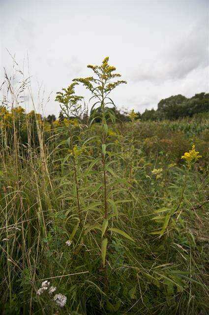 Image of goldenrod