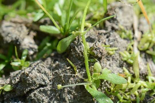 Image of Pedunculate Water-Starwort