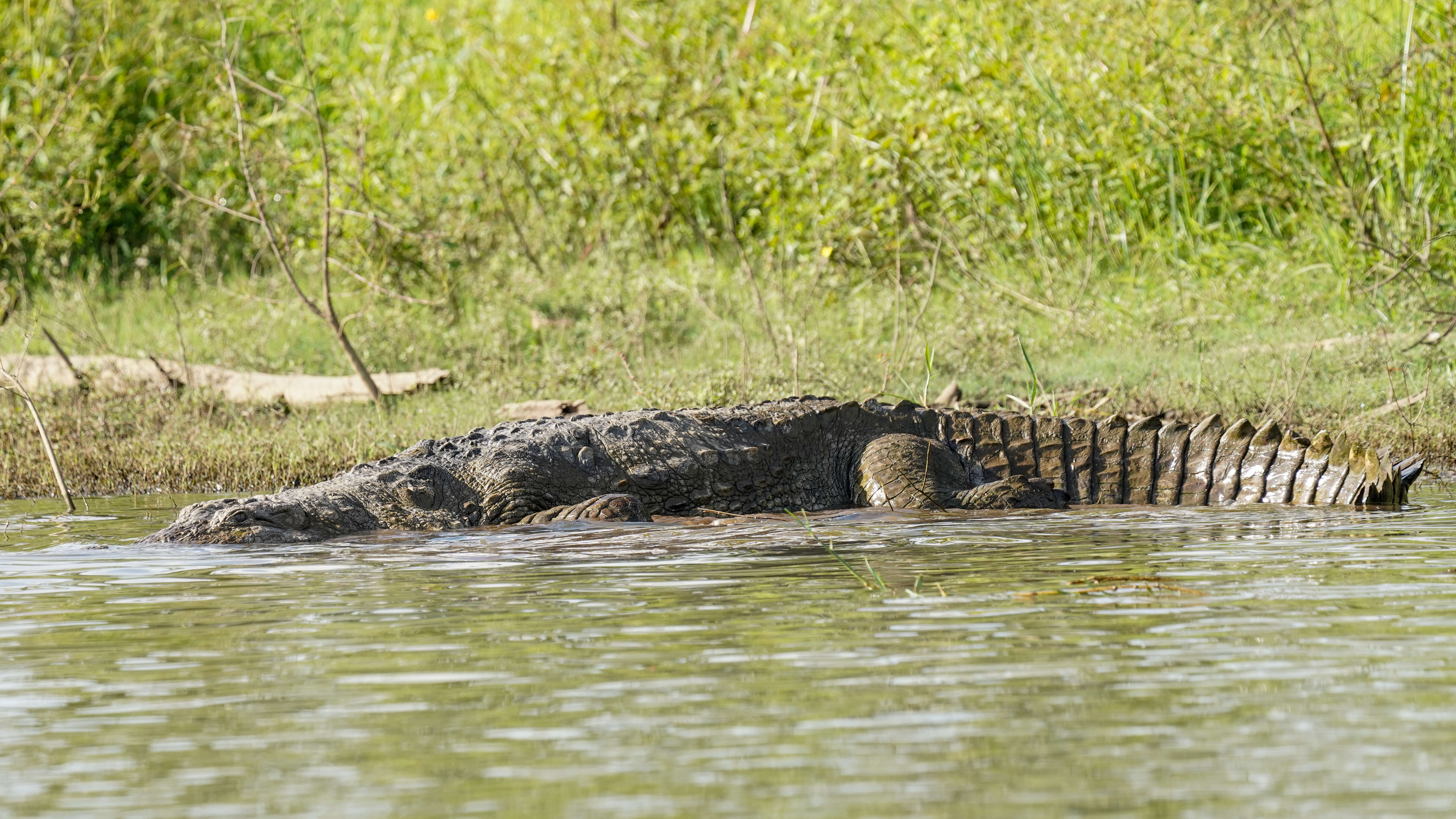Image of Broad-snouted Crocodile