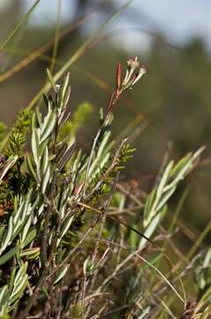 Image of bog rosemary