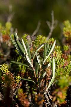 Image of bog rosemary