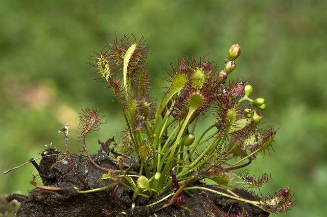 Imagem de Drosera