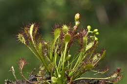 Imagem de Drosera