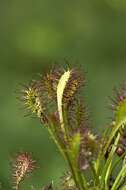 Imagem de Drosera