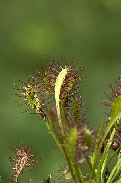 Imagem de Drosera