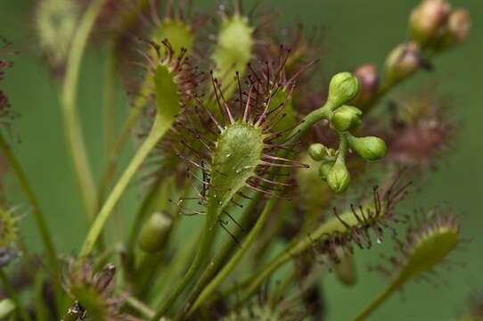 Imagem de Drosera