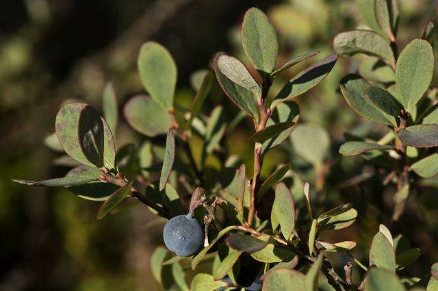 Image of blueberry