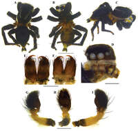 Image of Stenaelurillus albus Sebastian, Sankaran, Malamel & Joseph 2015