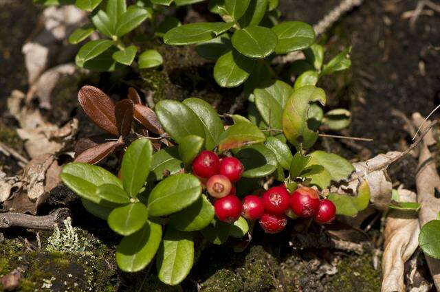 Image of blueberry