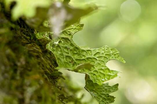 Image of lung lichen