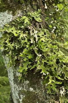 Image of lung lichen