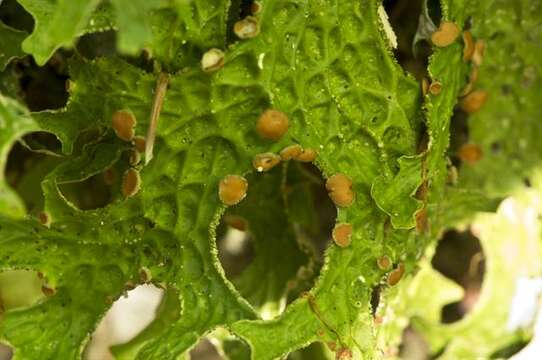 Image of lung lichen