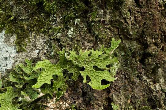 Image of lung lichen