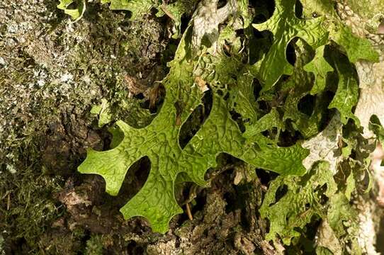 Image of lung lichen