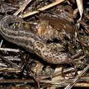 Image of Leopard slug