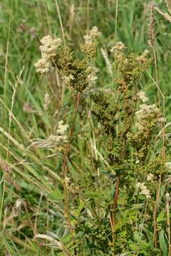 Image de Filipendula