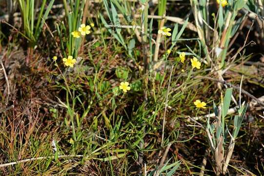 Imagem de Ranunculus flammula