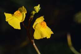 Plancia ëd Utricularia