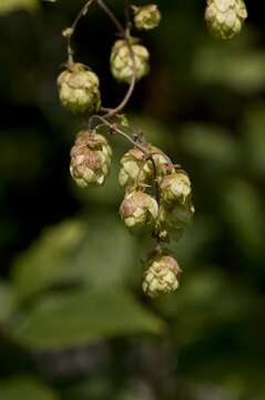 Image of hop