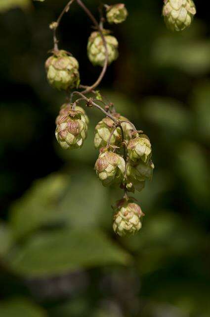 Humulus (rights holder: S Drozd Lund)