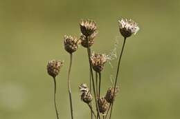 Centaurea scabiosa L. resmi