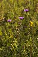 Centaurea scabiosa L. resmi