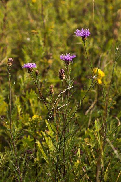 Centaurea scabiosa L. resmi