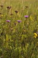 Centaurea scabiosa L. resmi