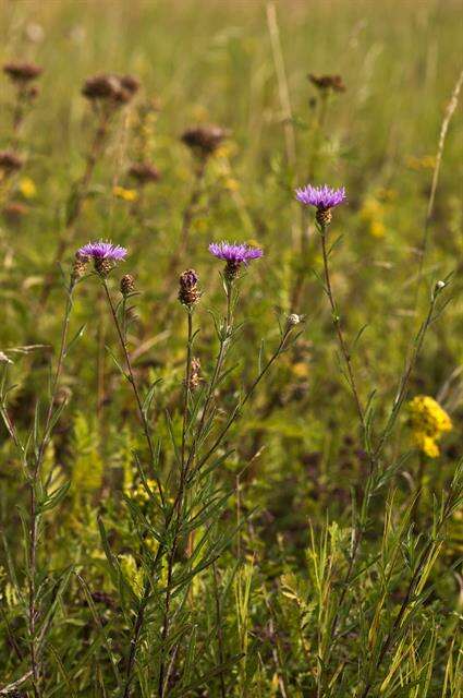 Centaurea scabiosa L. resmi