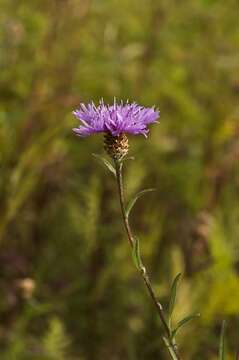 Centaurea scabiosa L. resmi